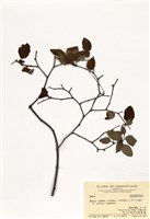 藏品(清風藤屬)的圖片